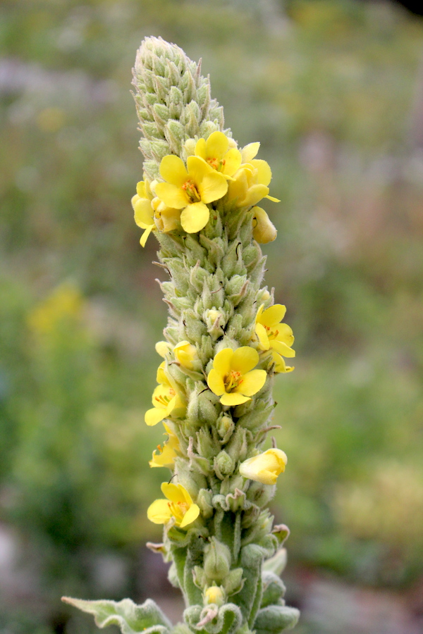 Mullein Flower Stalk