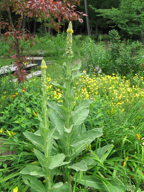Mullein in the Garden