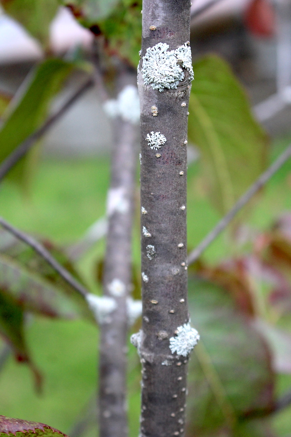 Nannyberry Bark