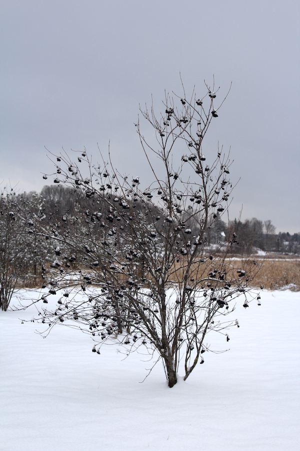 Nannyberry Bush in winter