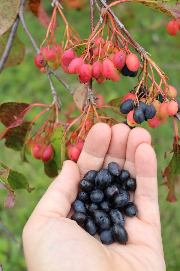 Nannyberry Fruits Ripening