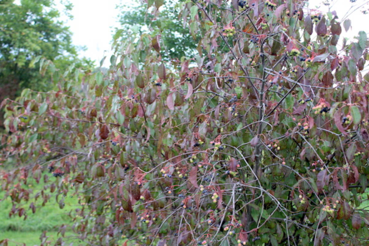Nannyberry bush