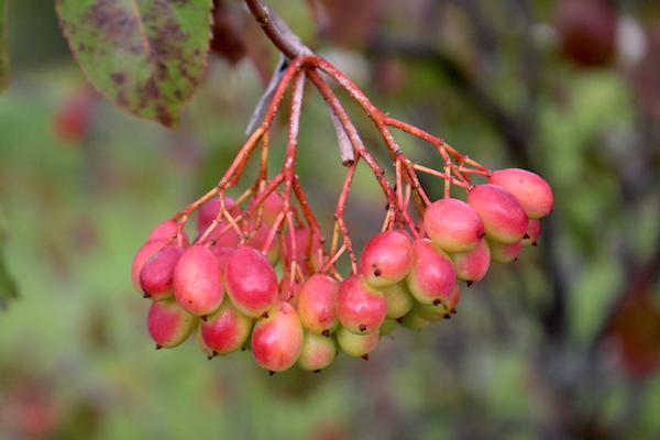Unripe Nannyberry fruit cluster