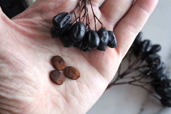Nannyberry seeds 