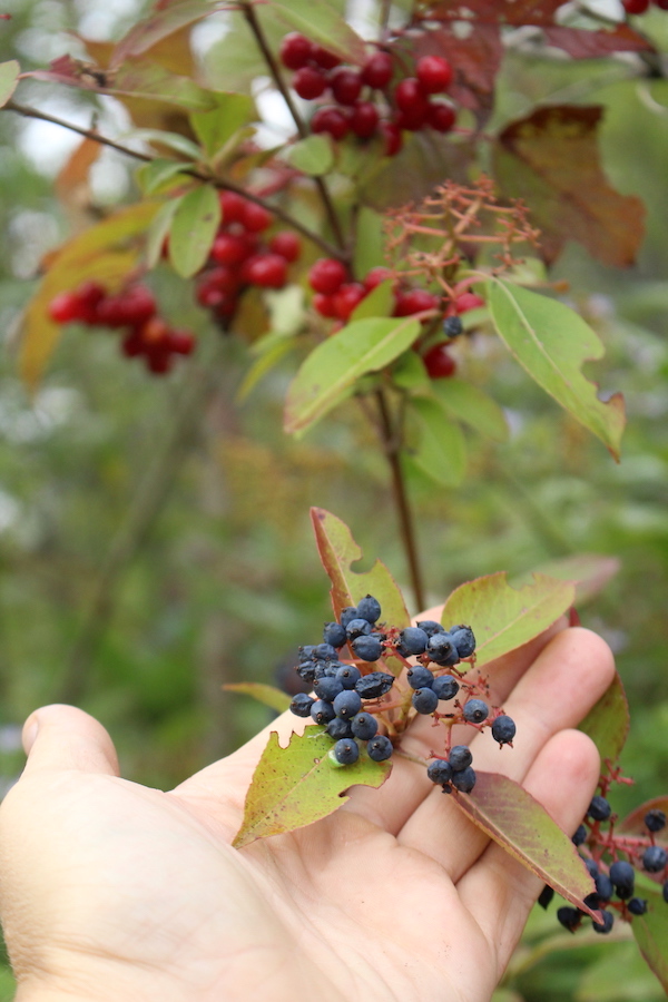 A cluster of northern wild raisin (with highbush cranberry in the background)