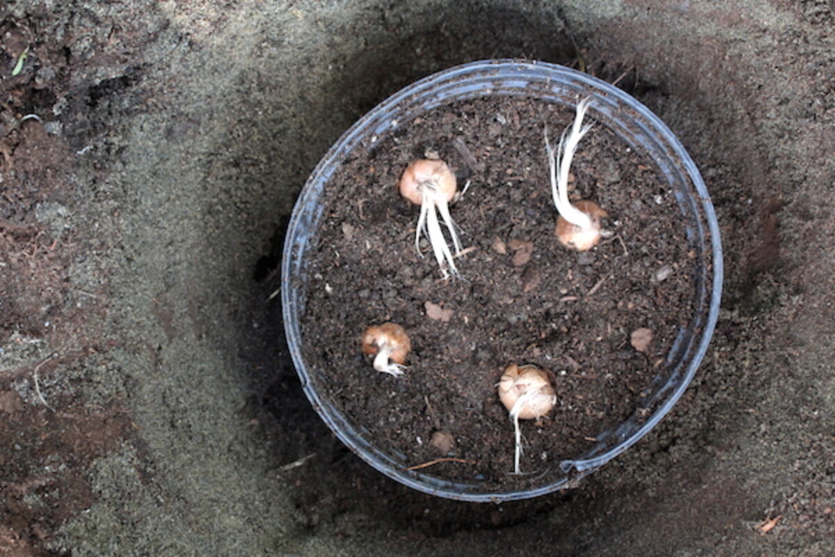 Planting Saffron Bulbs