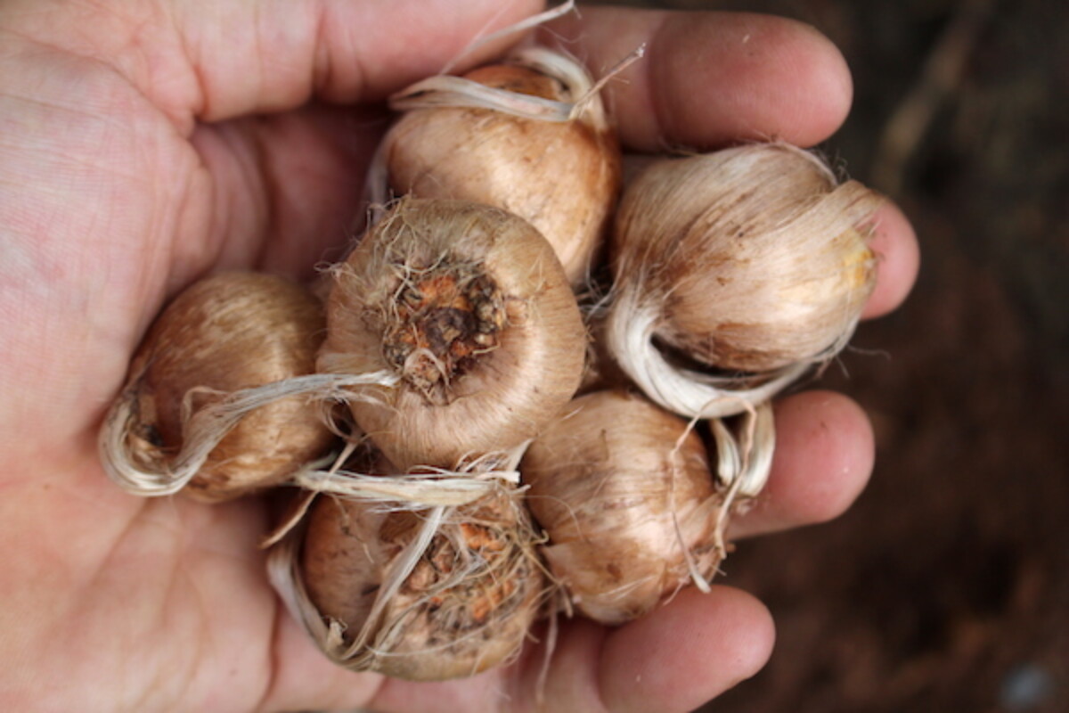 Saffron Bulbs
