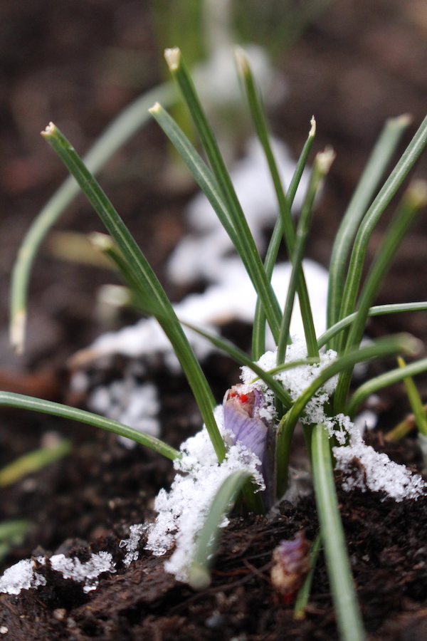 Saffron Flower in the Snow