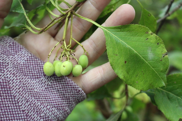 Unripe Cluster of Green Nannyberries