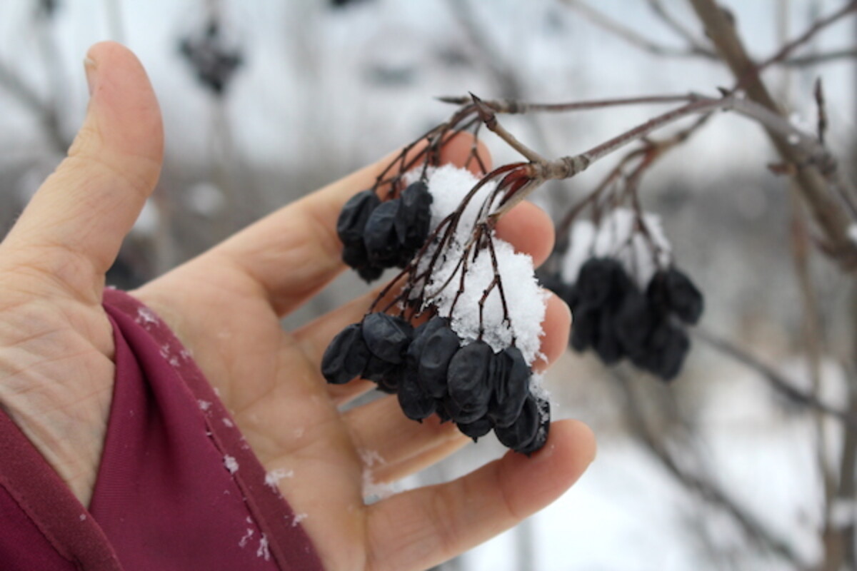 Nannyberries hanging on the bushes in December in Vermont.