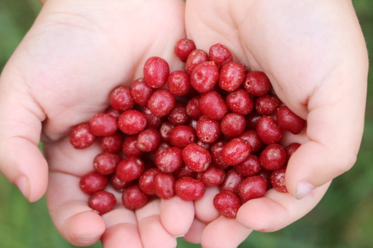 Child holding autumn olive fruits