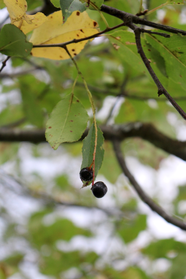 Black Cherries on the Stem