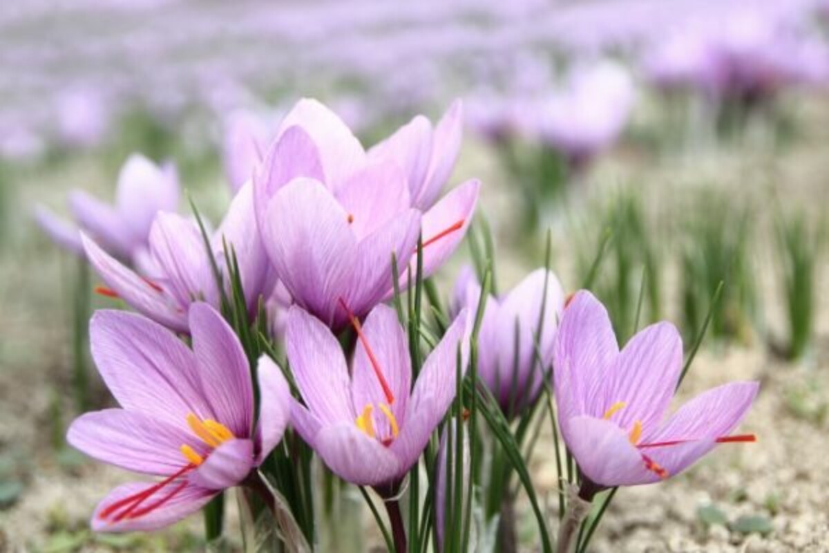 cluster of saffron flowers