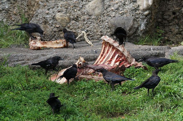Crows are scavengers, which is one reason they have such a bad reputation as food.
