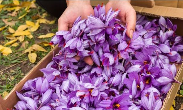 homegrown saffron