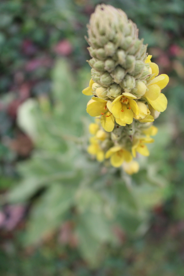 Mullein Flower Stalk