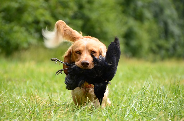 Retriever fetching crow during crow hunting season