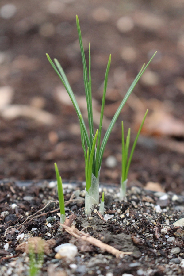 Young Saffron Crocus Sprouts