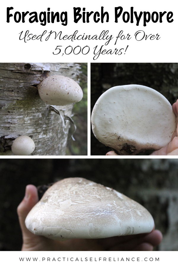 Foraging Birch Polypore (Fomitopsis betulina)