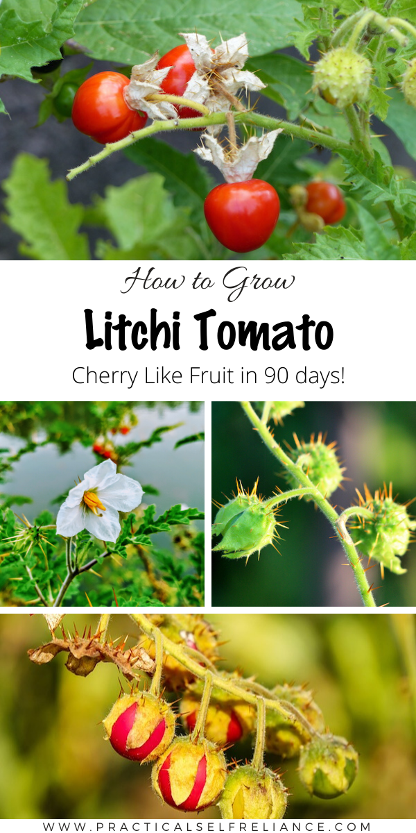 How to Grow Litchi Tomato ~ Unique cherry flavored fruits right from the garden. Grown like tomatoes and ready in about 90 days, these rare fruits will make a sweet addition to your garden plantings.