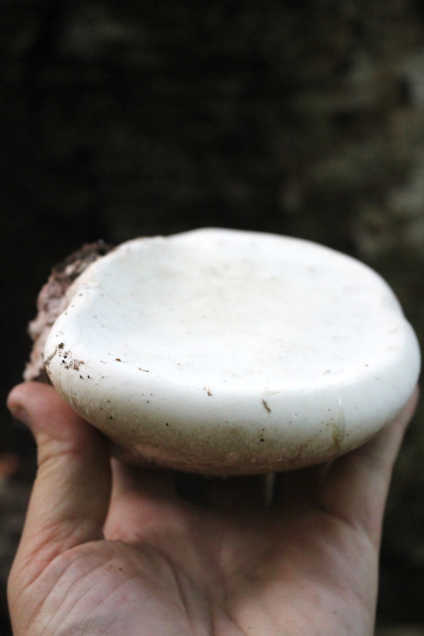 Birch Polypore Edge