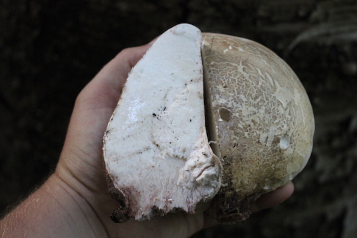 Birch Polypore Interior