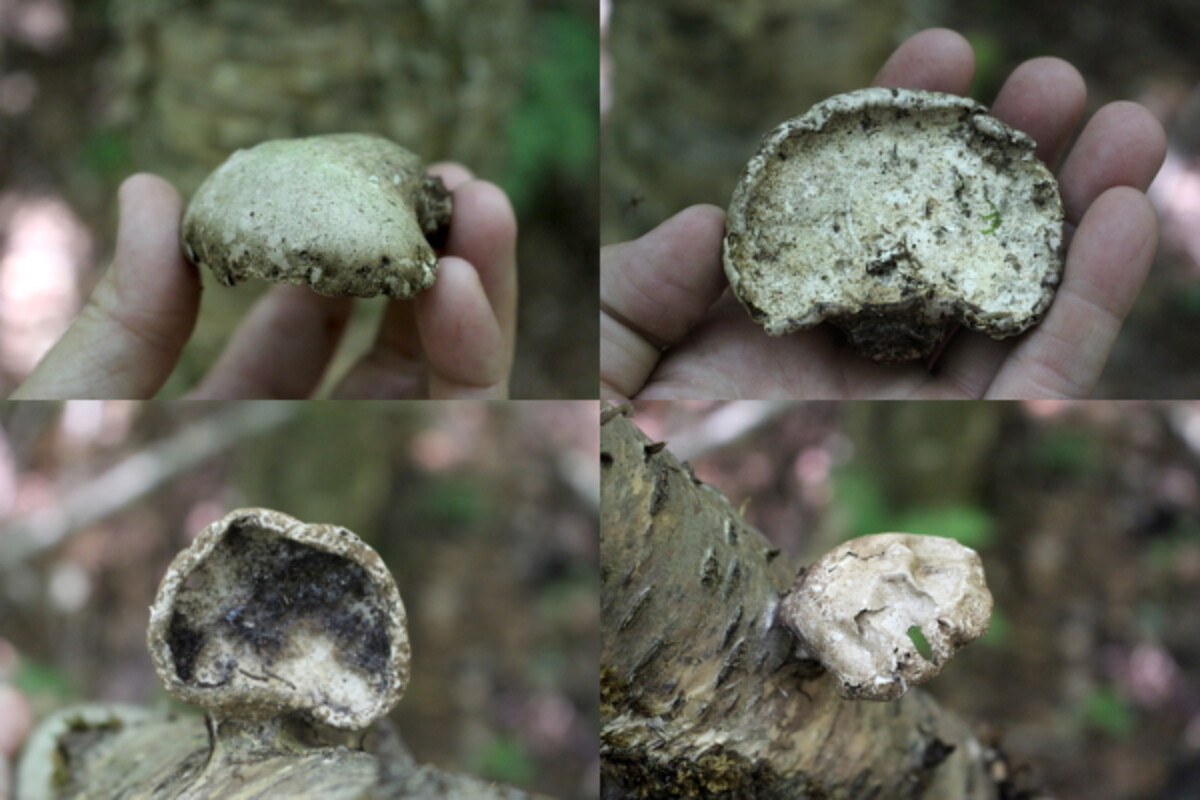 Birch Polypore Mushrooms Past Prime