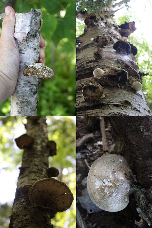 Old Birch Polypore Mushrooms