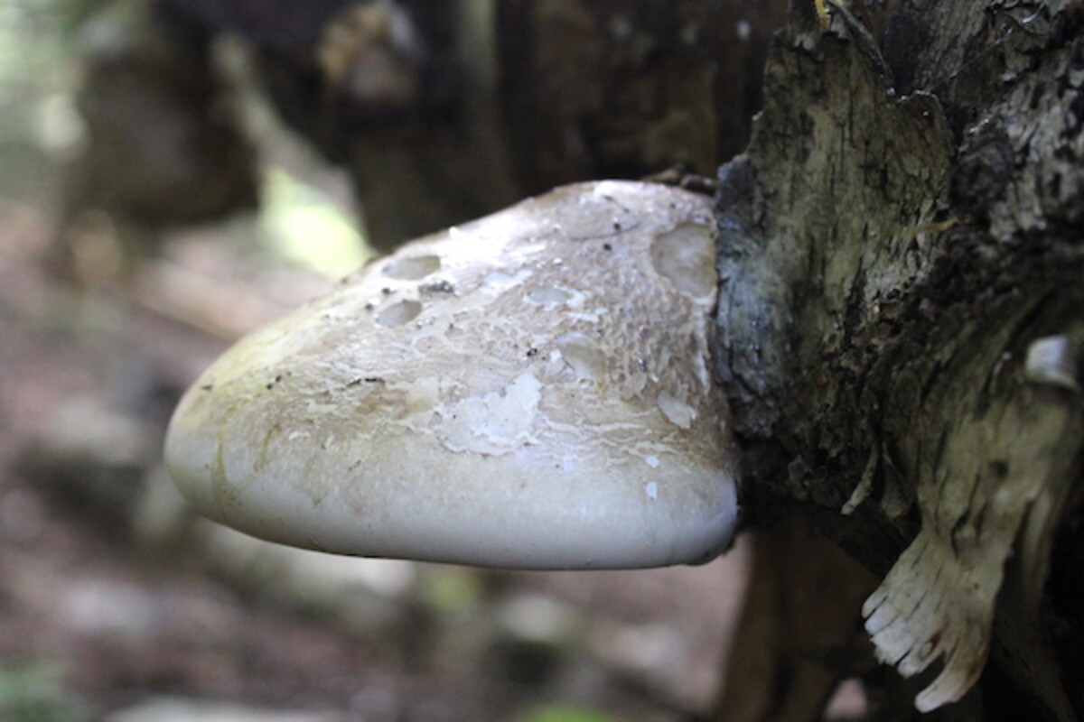 Birch Polypore
