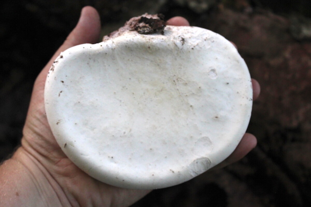 Birch Polypore Underside