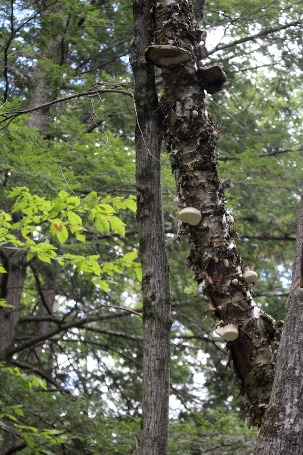 Birch Polypore on Standing Dead
