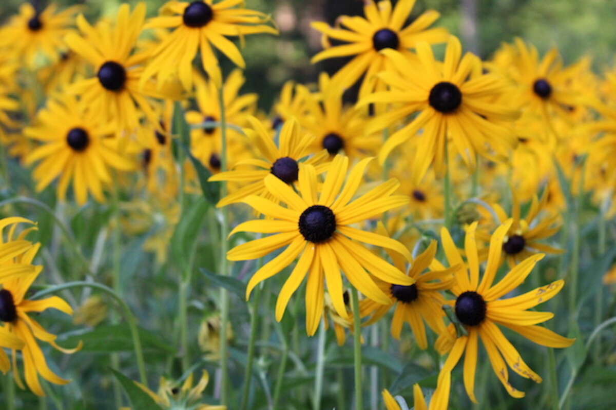 Black Eyed Susan