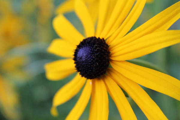Black Eyed Susan Closeup