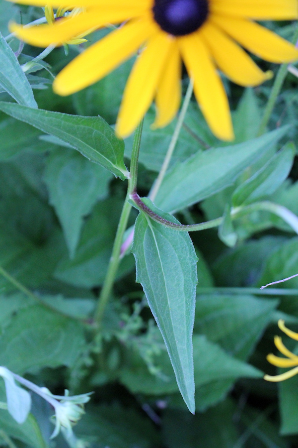 Black Eyed Susan Leaf Attachment