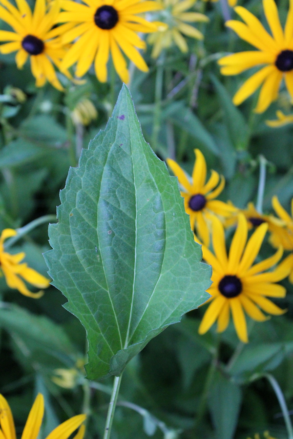 Black Eyed Susan Leaf