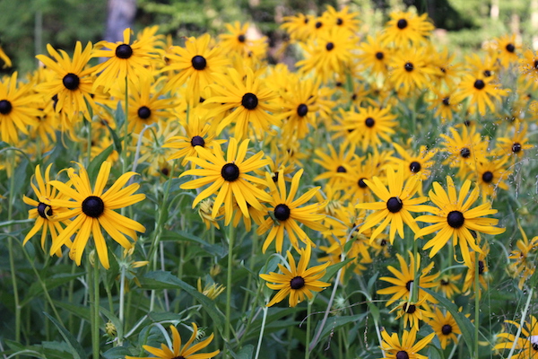 Black Eyed Susan Patch