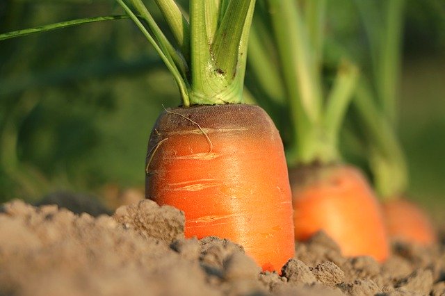 Used coffee grounds are great for spacing carrot seeds during planting (and they're a natural fertilizer too!)