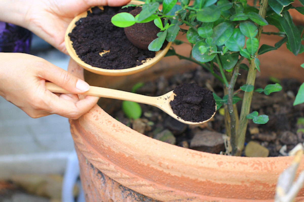 Uses for Coffee Grounds in the Garden