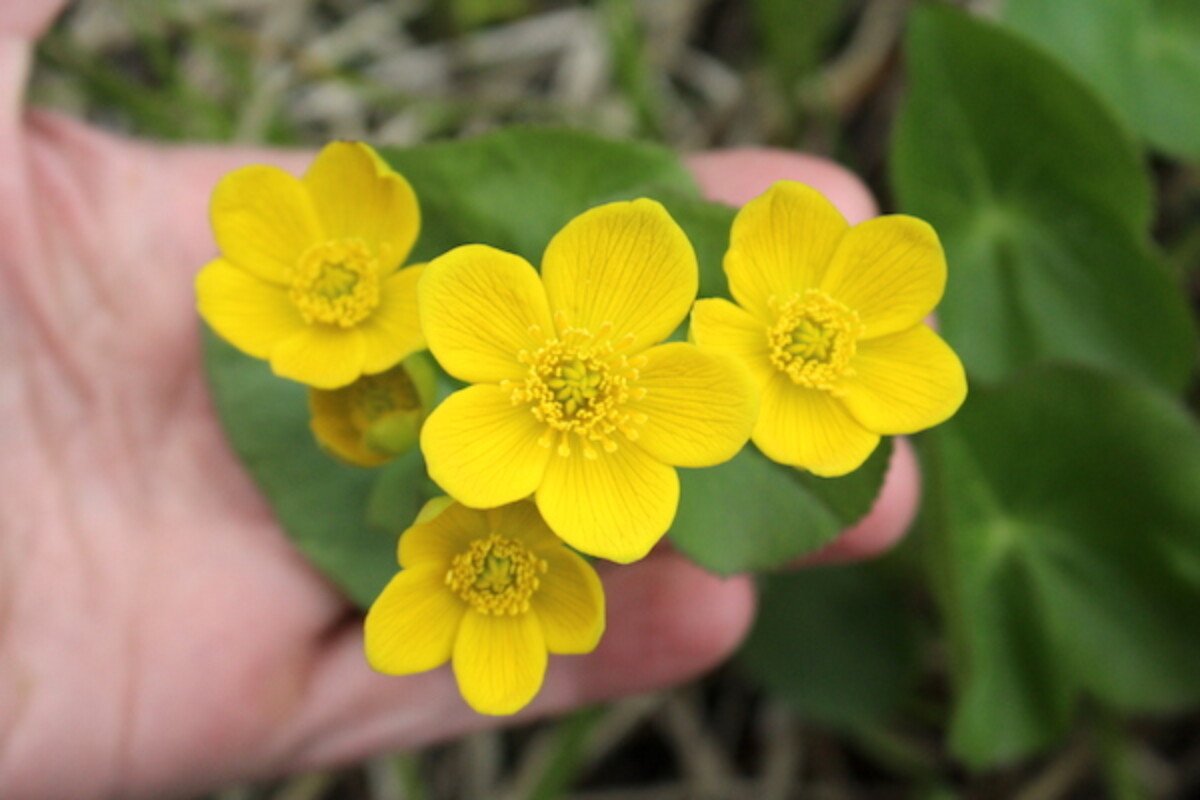 Foraging Marsh Marigold