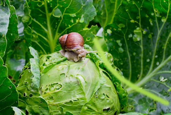 Garden Snail on Cabbage