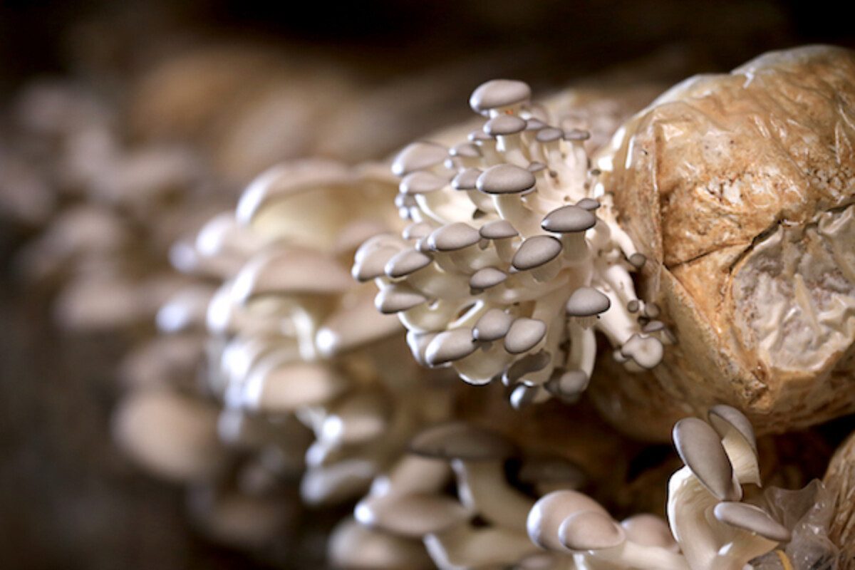 Growing Oyster Mushrooms