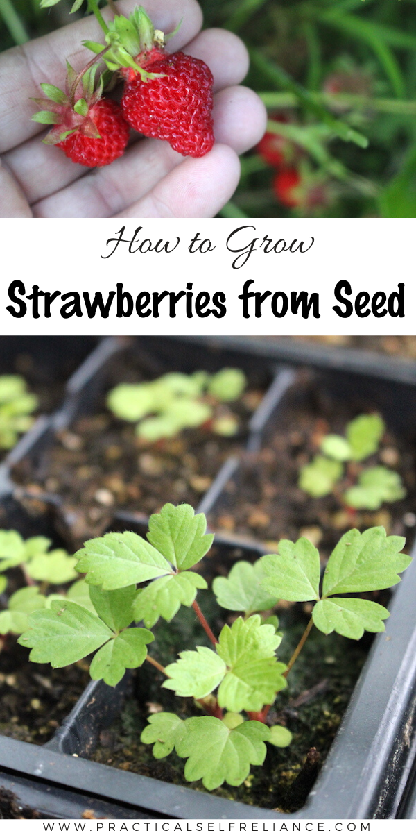 Growing Strawberries from Seed ~ Strawberry plants can be started from seed with a bit of care and planning. This allows you to grow heirloom strawberry varieties and rare alpine strawberries not found in stores.