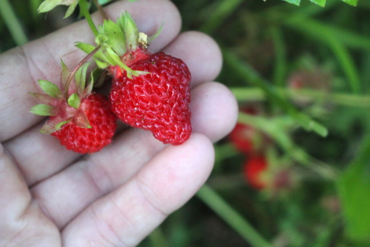 Heirloom Strawberries