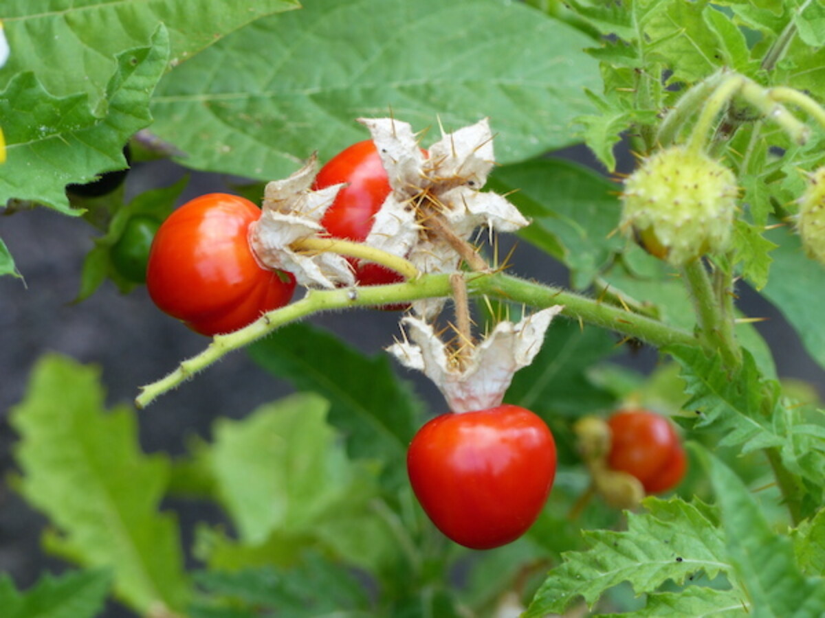 Litchi Tomato (Solanum sisymbriifolium)