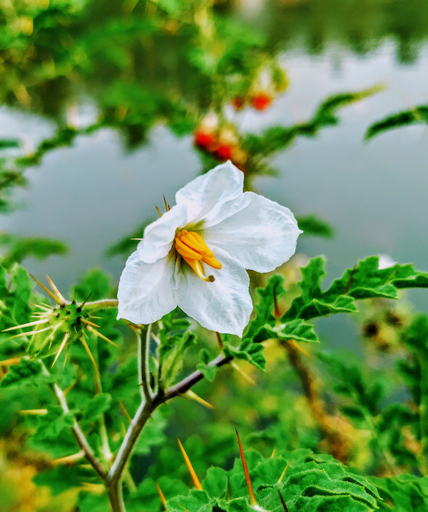 Litchi Tomato Flower