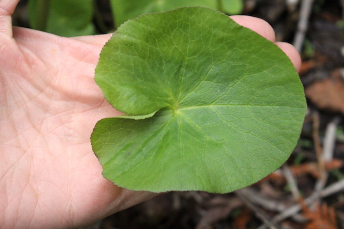 Marsh Marigold Leaf