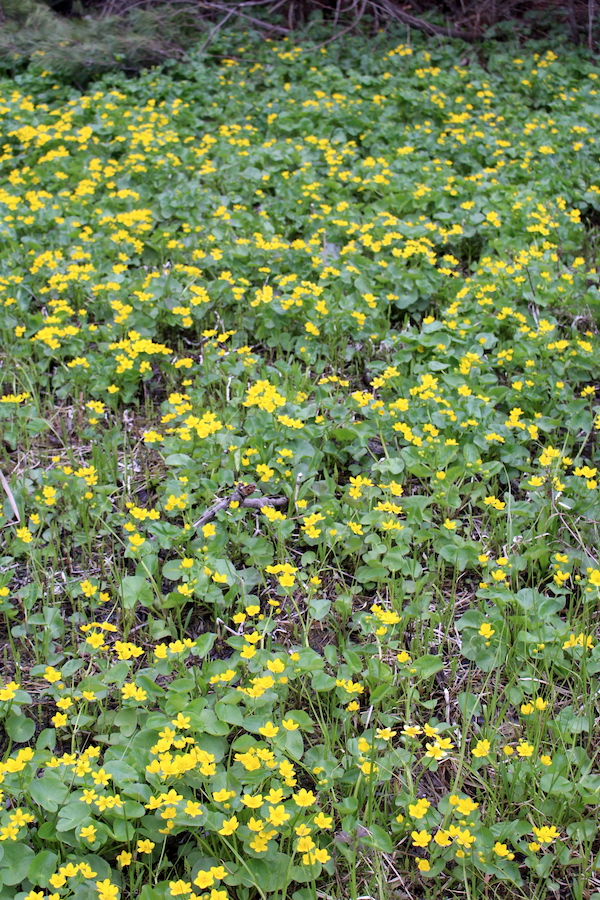 Marsh Marigold Patch