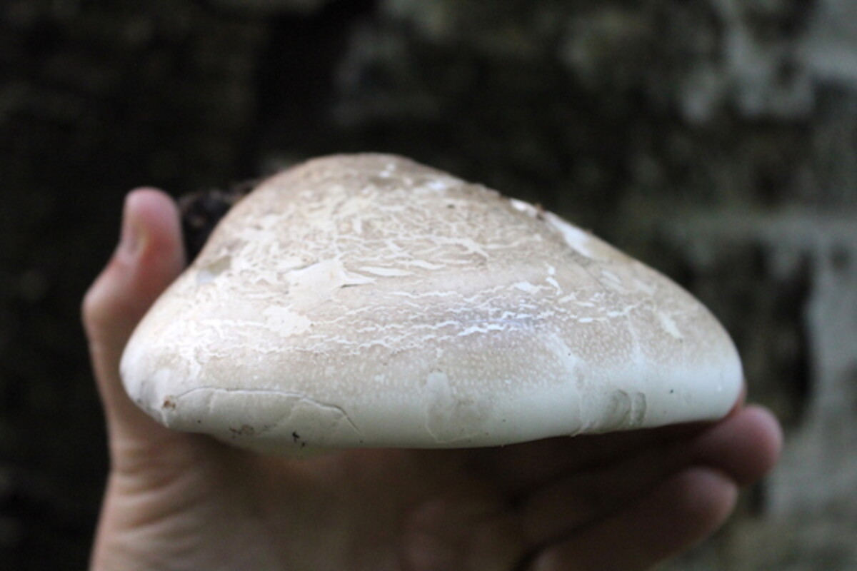 Mature Birch Polypore