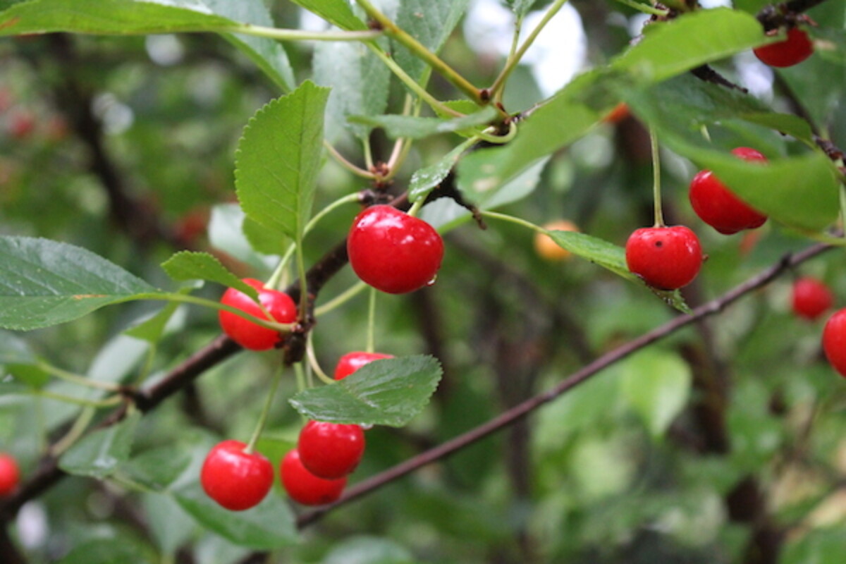 Ripe Tart Cherries