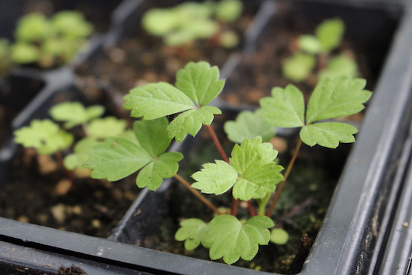 growing strawberry plant stages